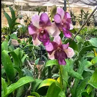 Dendrobium Orchid Nopporn Star Bright #790 Mature Bushy Plant - Ready To Flower