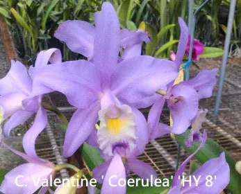 Cattleya Valentine 'Coerulea HY 8' (Cattleya)