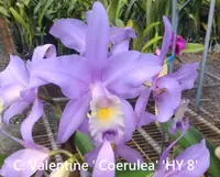 C. Valentine 'Coerulea HY 8' (HY08) (Hybrid)