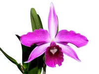 Cattleya purpurata Rubra x Sanguinea