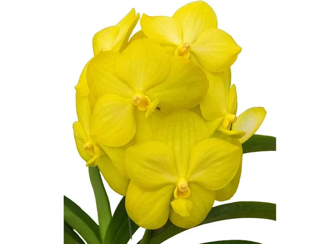 Vanda Nopporn Gold X Vanda Gold Lover