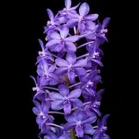 Rhynchodenia Magic Wand