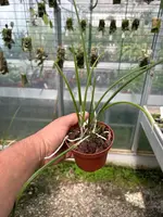 Brassavola LITTLE YAKI — Blühfähige Pflanze