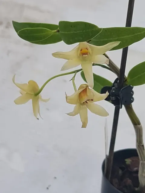 Dendrobium Tosaense Var. Alba