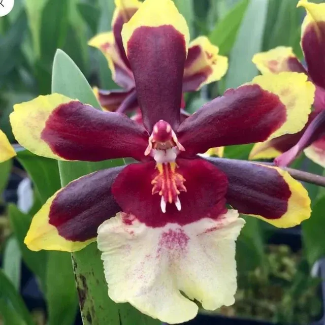 Odontocidium Wildcat 'Rainbow' (Odontocidium)