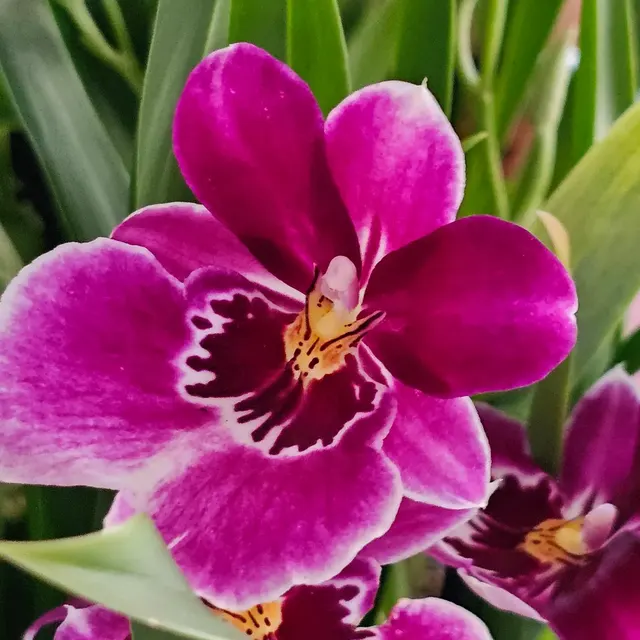 Miltoniopsis Hybrids (Miltoniopsis)