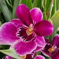 Miltoniopsis Hybrids
