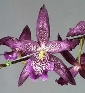 Oncidium Alliance - Beallara Marfitch S Dream' 'Howard'