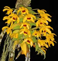 Dendrobium ochreatum