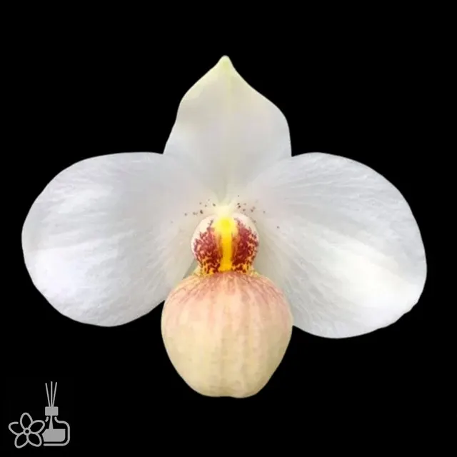 Paphiopedilum Magic Lantern x emersonii