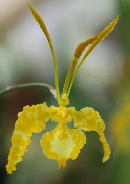 Psychopsis KALIHII 'alba'