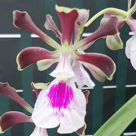 Encyclia cordigera × sib (Encyclia)