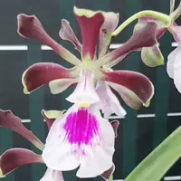 Encyclia cordigera × sib 2.5" Fragrant *On Hand* — Acclimated (Pre-Order)
