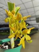 Cycnoches Grafin Bettina