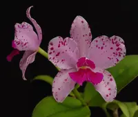 Cattleya amethystoglossa var. tipo