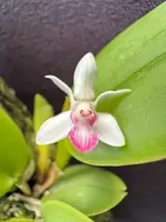 Cadetia collina