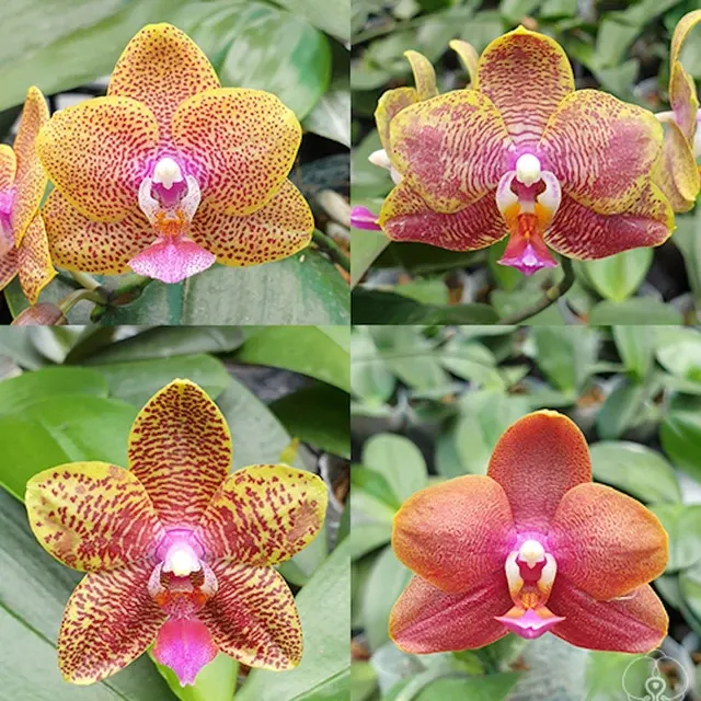 Phalaenopsis Sogo Relex × Sogo Lawrence '1661'