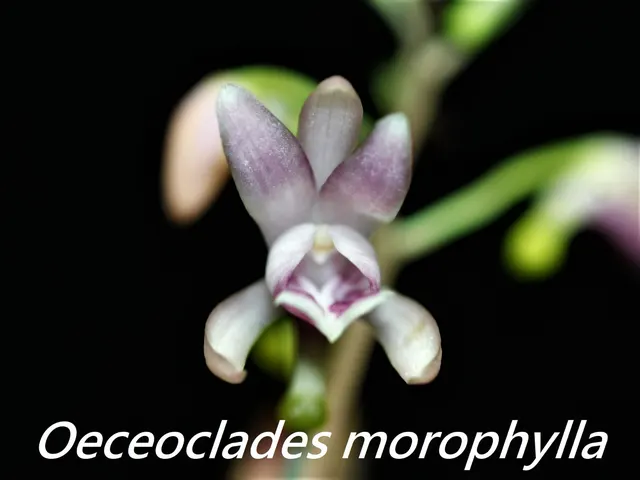Oeceoclades monophylla (Oeceoclades)
