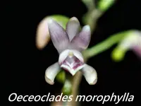 Oecl. monophylla x sib (ON15) ( - - Oeceoclades ) Oecl.=Oeceoclades