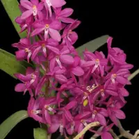 Ascocentrum ampullaceum (Mini Fire Orchid)