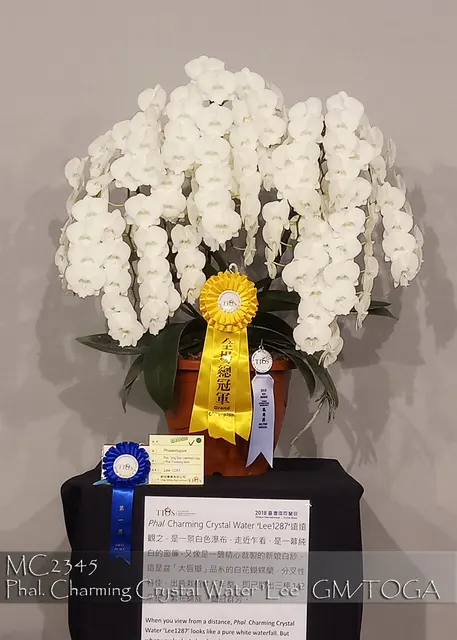 Phalaenopsis Charming Crystal Water 'Lee , Note: Grand Champion Of 2018 TIOS Show.' (Phalaenopsis)