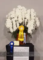 Phal. Charming Crystal Water 'Lee , Note: Grand Champion of 2018 TIOS show. ' (Tying Shin Valentine's Day x Fureshing Mark )