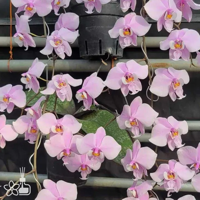 Phalaenopsis schilleriana xsib (Silver Leaf x Round Leaf)