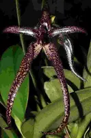 Bulbophyllum Meen Garuda