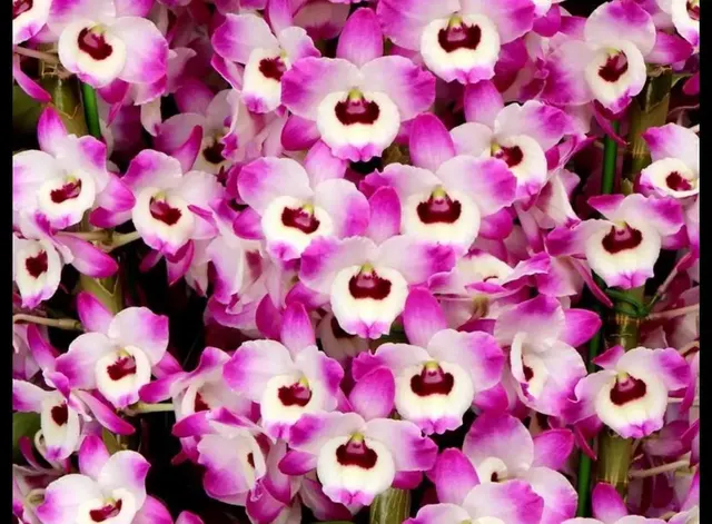 Dendrobium Asian Smile