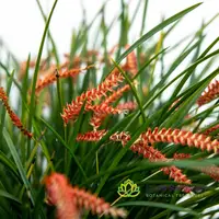 Dendrochilum Wenzelii