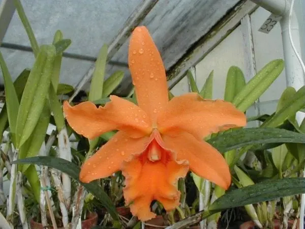 Potinara MAGIC OF GRANADA 'True Orange'