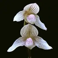 Paph. niveum X Paph. rothschildianum