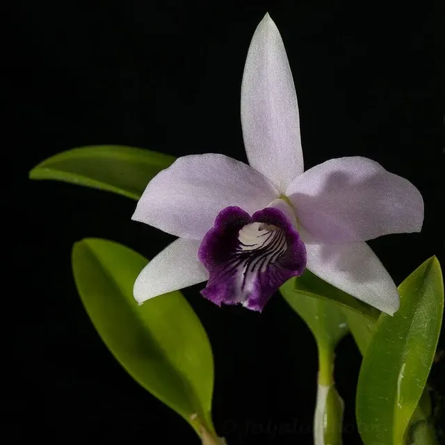 Cattleya bicalhoi var coerulea