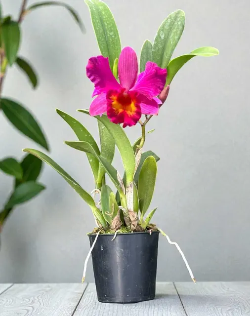 Cattleya Pink-Red Hybrid