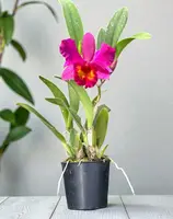 Cattleya Pink-Red Hybrid