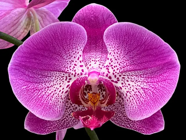 Phalaenopsis I-Hsin Chandra