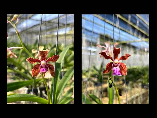 Vanda tessellata 'Pink' x flabellata