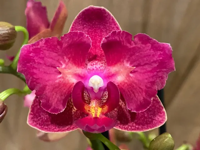 Phalaenopsis Lianher Happy Star Peloric