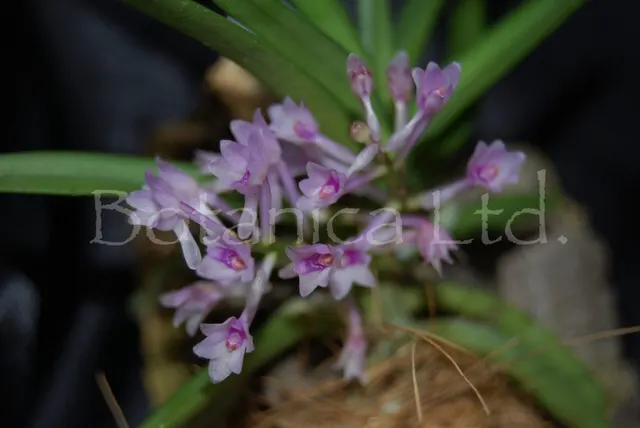Vanda nana (Vanda)