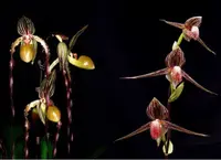 Paphiopedilum Shin-Yi Sanders x rothschildianum