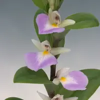 [Bulbs][Import AS-IS] Brachycorythis helferi [2.4 BS][July Preorder]
