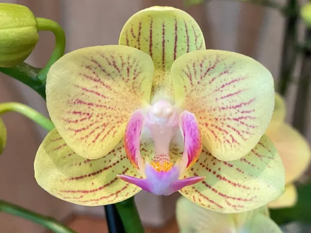 Phalaenopsis Little Cutie