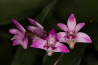 Dendrobium kingianum