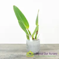 Rhyncholaeliocattleya Miss Thailand 'Apasra'