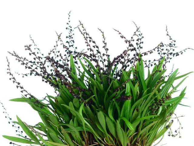 Stelis muscifera (Stelis)