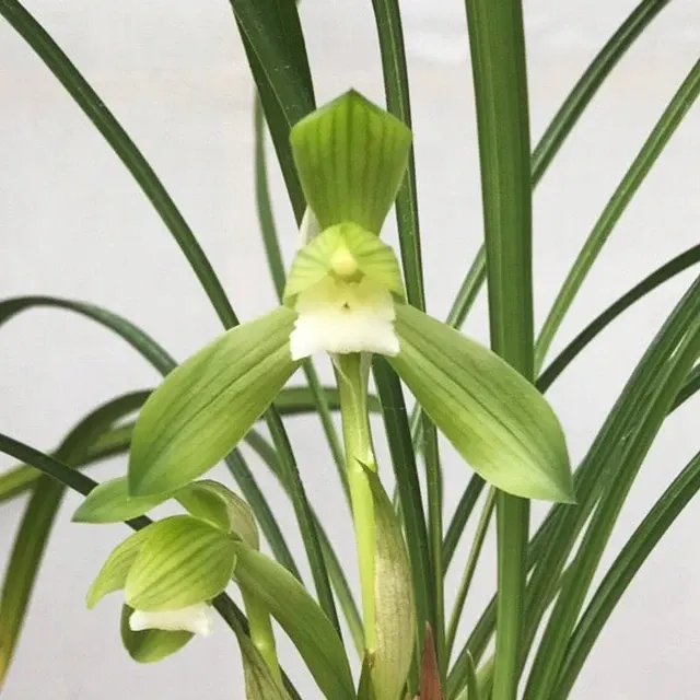 Cymbidium goeringii 'Zhang-He-Su' (Cymbidium)
