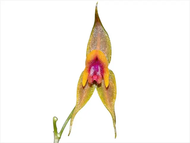 Lepanthes desmondleeana (Lepanthes)