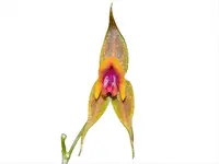 Lepanthes desmondleeana