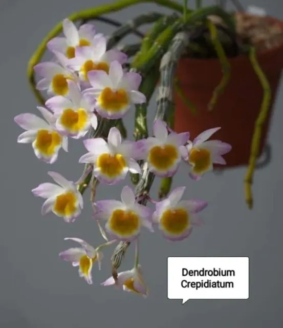 Dendrobium crepidiatum (Dendrobium)