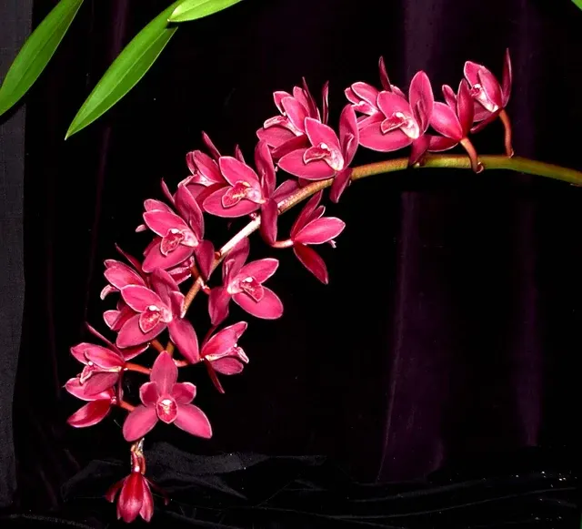 Cymbidium Phar Lap